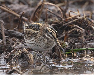 Jack Snipe